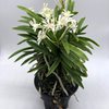 Neofinetia falcata amami奄美-kawar 